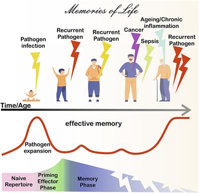 Editorial: Immune Responses to Persistent or Recurrent Antigens: Implications for Immunological Memory and Immunotherapy